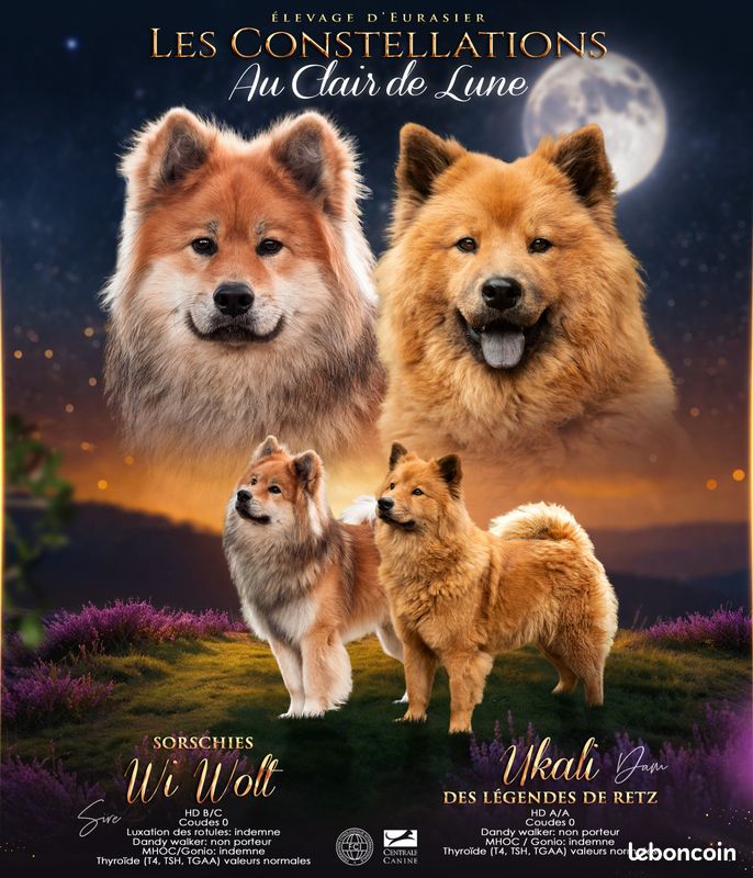 Chiots eurasier LOF disponibles (image 5)