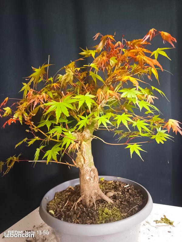 Bonsa rable japonais palmatum - Jardin & Plantes