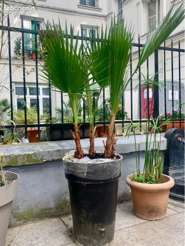 Palmier Mexicain Washingtonia (image 1)
