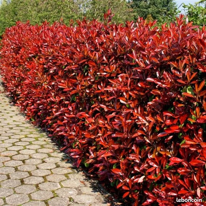 Photinias x red robin lot de 10 pots (image 2)