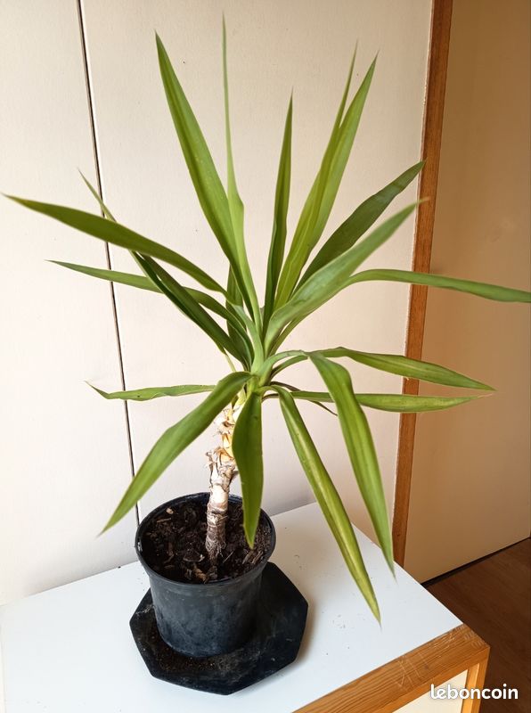 Plante d'intérieur / terrasse : Yucca robuste (Hauteur 60 cm) (image 2)