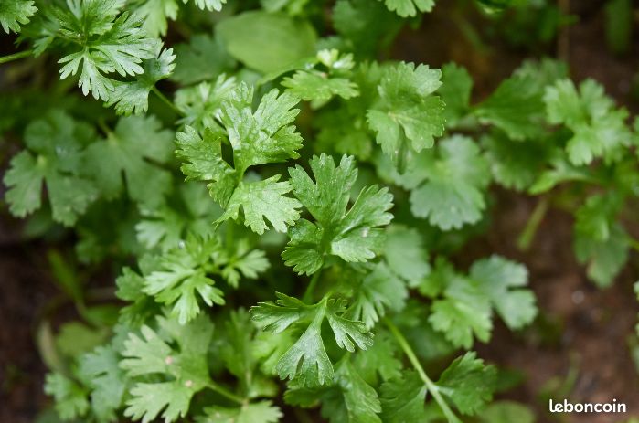 30 graines de Coriandre plante aromatique - graines reproductibles (image 4)