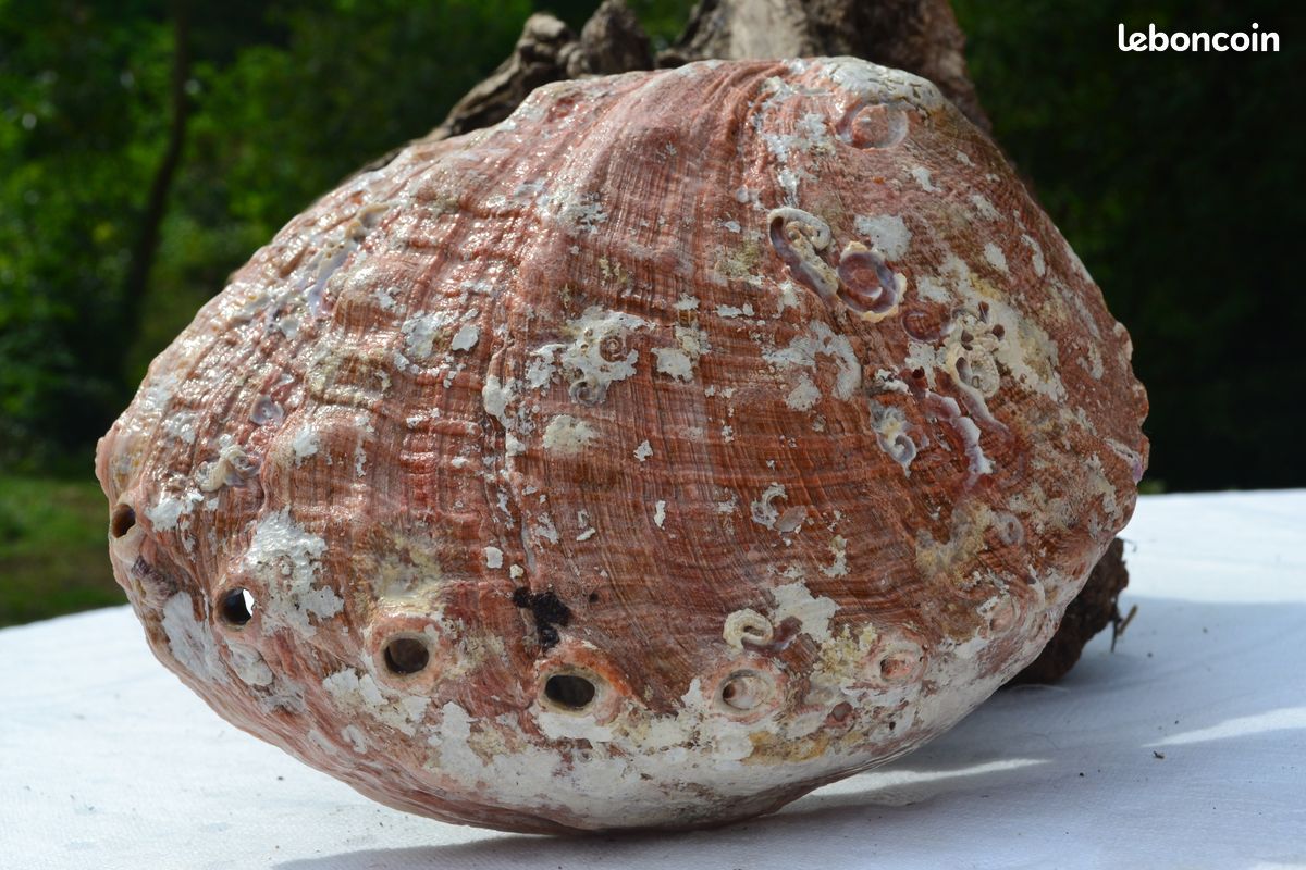 Grande coquille d'ormeau abalone nacrée (image 4)