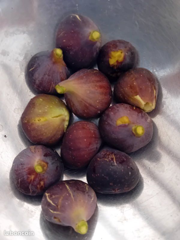 Figues violettes (image 1)