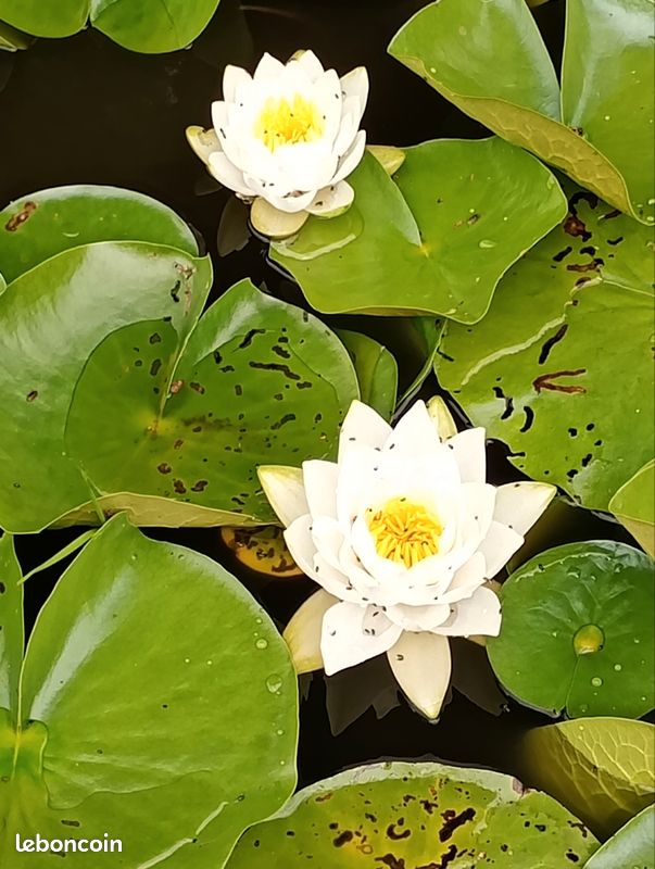 Nénuphar (image 1)