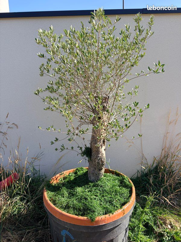 Olivier / Arbre (image 1)