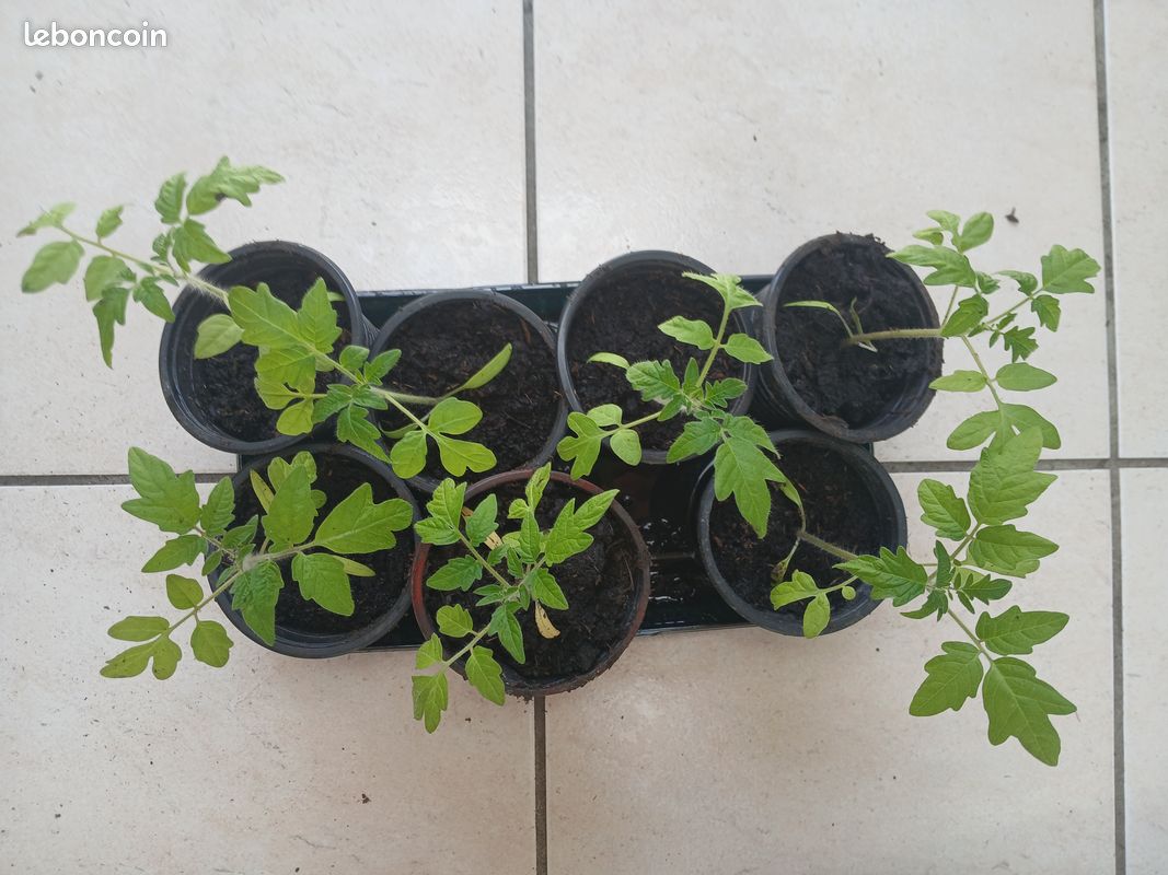 Plant tomate normale ronde marmande à 1 euro le plant sans engrais ni produit chimique (image 1)