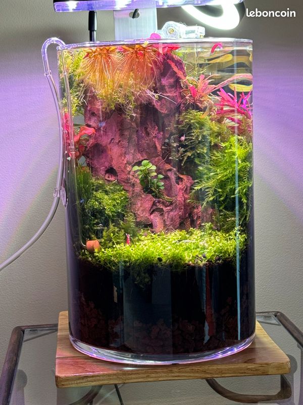 Plantes aquarium aquascaping (image 7)