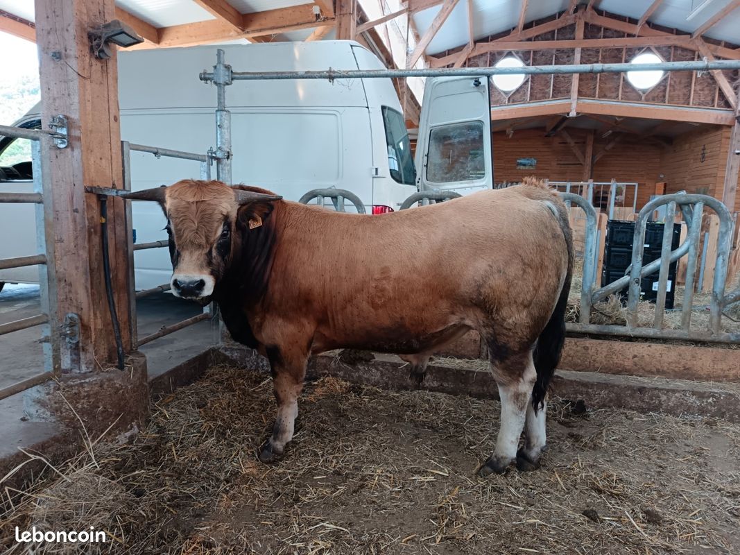 Taureau Aubrac 16 mois BIO (image 3)