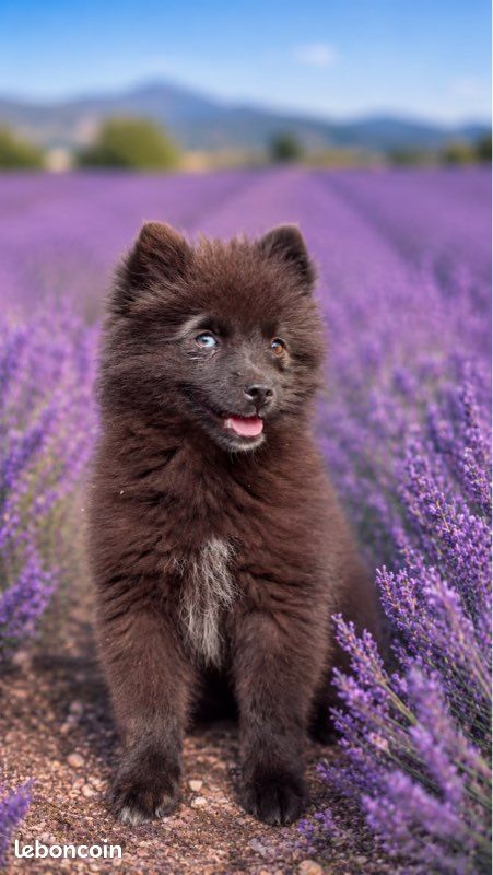 Chiot POMSKY (image 2)