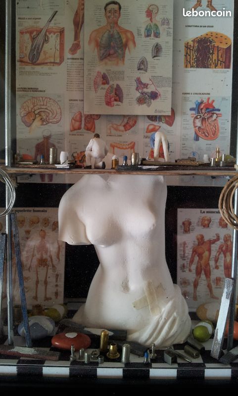 Tableau-vitrine le corps humain (image 2)