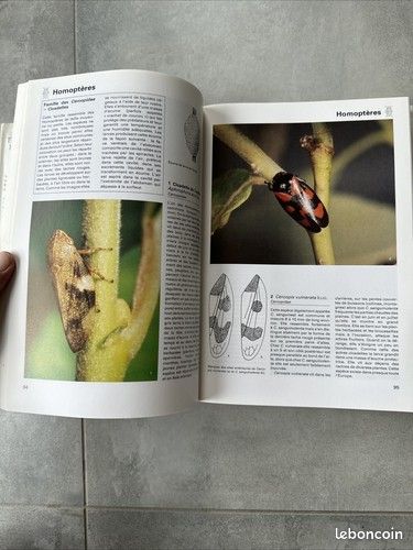 Livre - La Grande Encyclopédie des Insectes - Grund - Livres