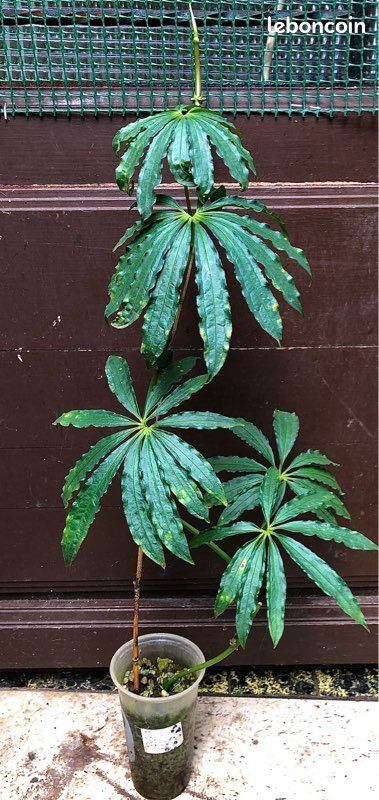 bonsai starten Spruce Bonsai Grow Kit main image 0