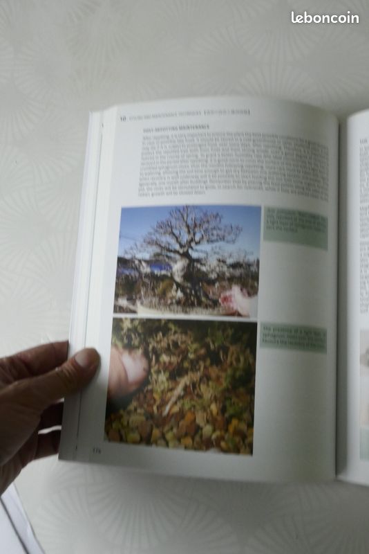 Livre Bonsai Mapples d'Andrea Meriggioli (image 2)