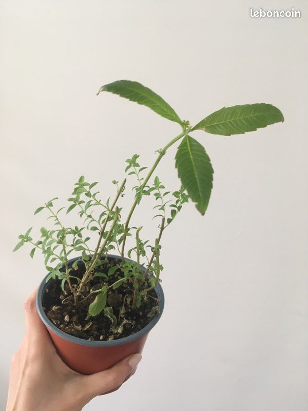 Verveine citronnelle - Plante (image 2)