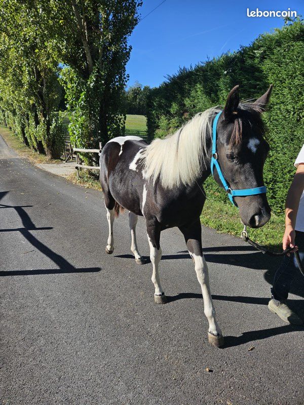 Pouliche Paint Horse PP (image 3)