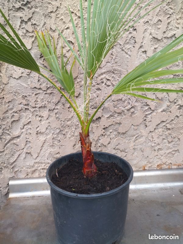 Washingtonia Robusta (image 1)