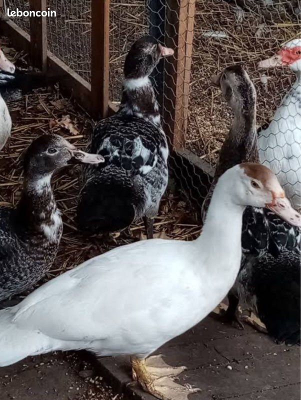 Canard barbarie (image 1)