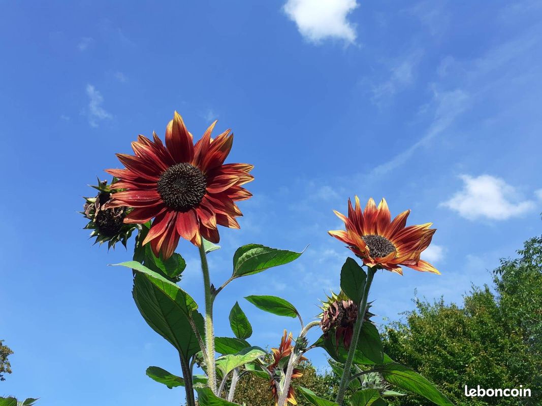 Graines De Tournesol Desire Red F1- Helianthus Annuus Le Sachet De 10 Graines Environ - Foto 9