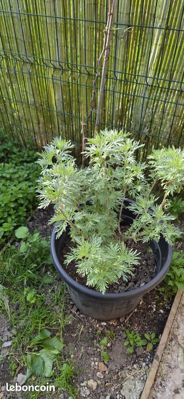 faunus plant Sambucus Elderberry Syrup, 100% natural product - Faunus Plant