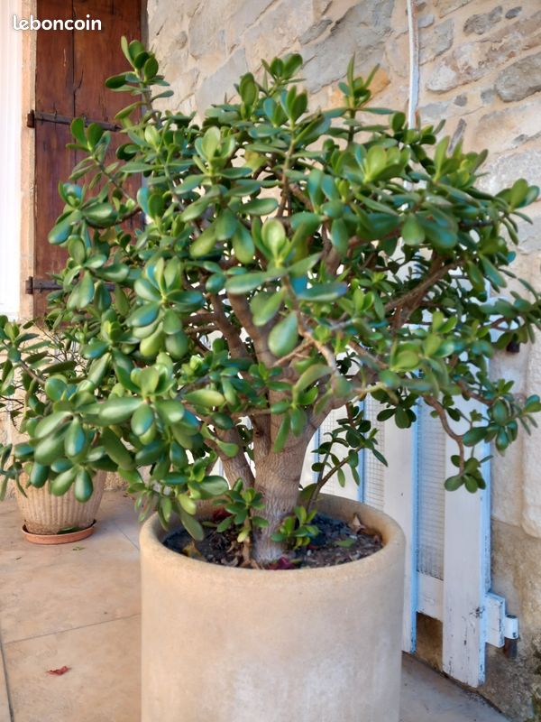 Arbre De Jade Jardilandnull