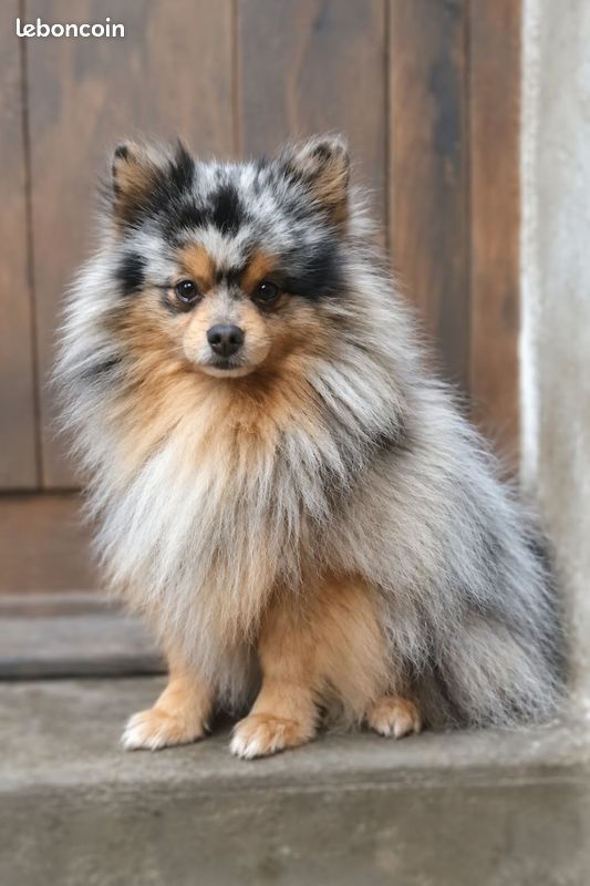 Chiot spitz (image 3)