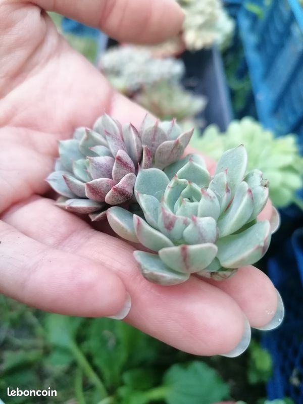 Echeveria 'Ben Badis' variegata (image 2)