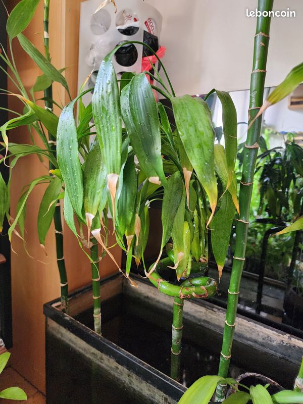 Grand Lucky Bamboo (Bambou porte-bonheur) 128 cm (image 5)