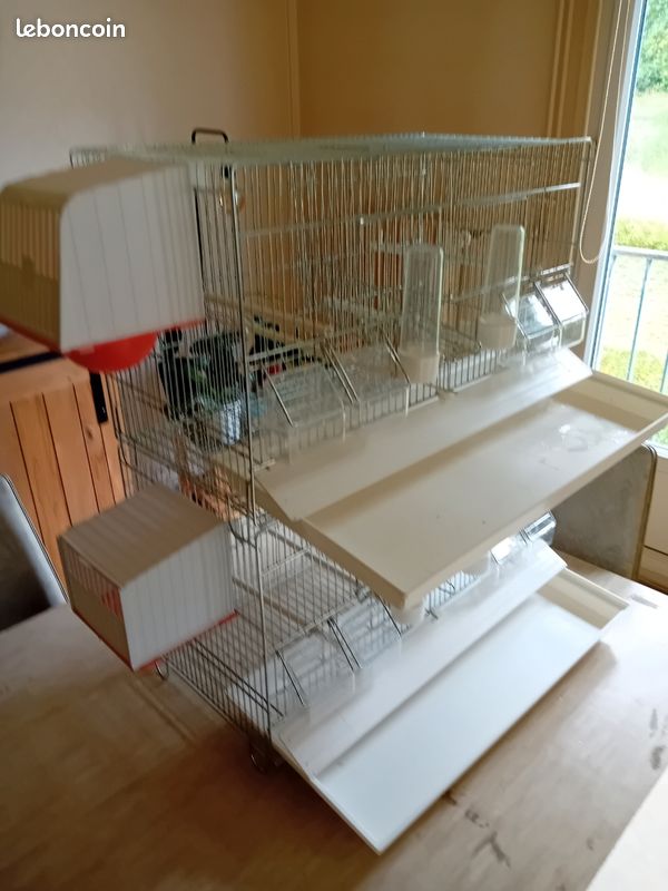 Cage oiseau (image 2)