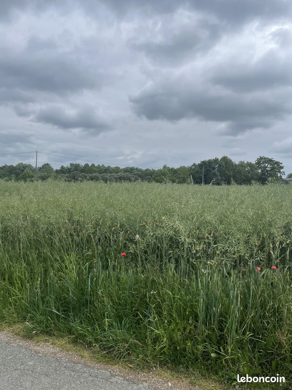 Terrain 4000 m² Chalonnes-sur-Loire (image 1)