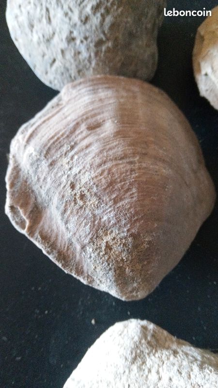 Lot de fossiles (image 2)
