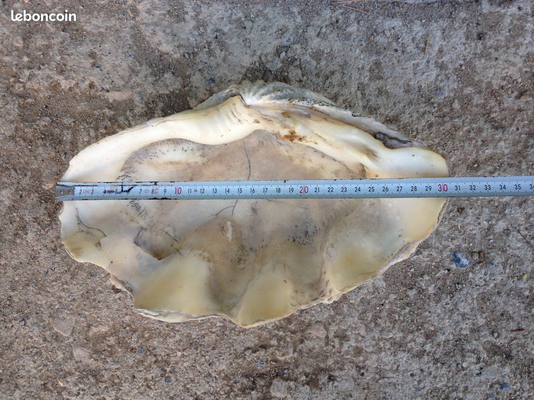 Demi-coquillage (image 5)