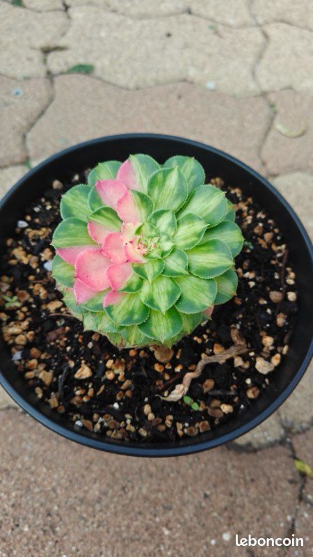 Aeonium Zhi Fou 4 (image 1)