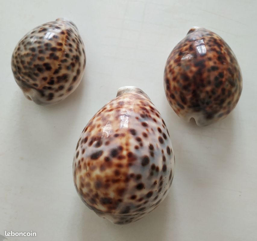 3 coquillages Cypraea tigris (image 3)