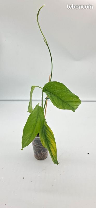 philodendron white wave groß Philodendron Monstera White Wave - Philodendron white wave main image 0