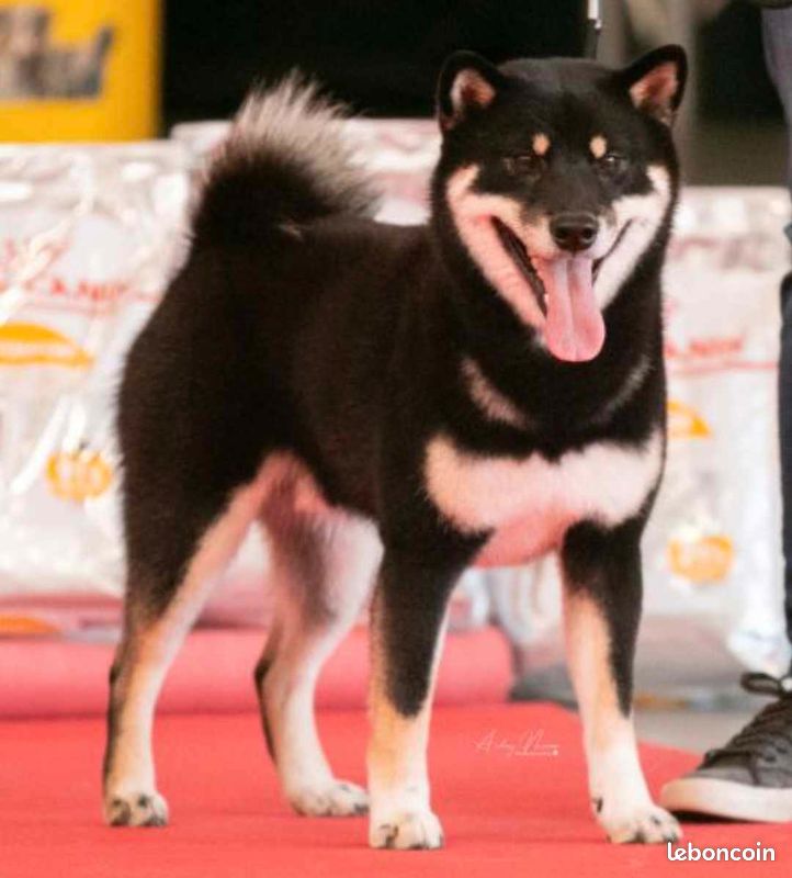 Shiba inu LOF, confirmé et ADN complet cotation 4 pour saillie (image 1)