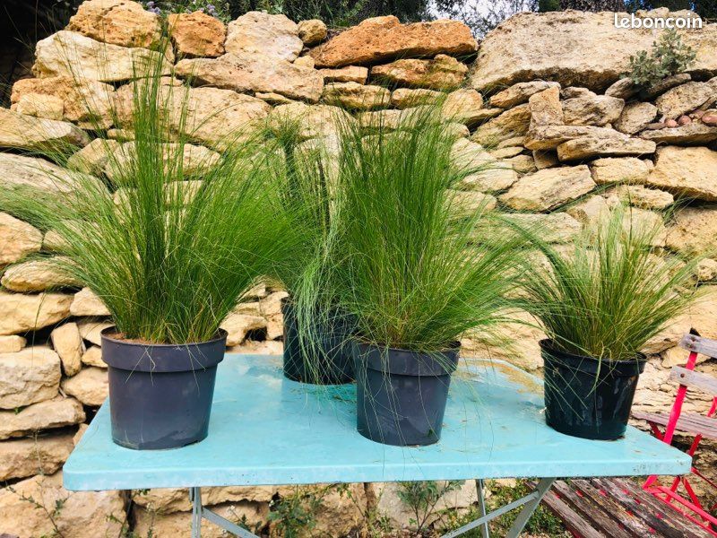 Plante Stipa « cheveux d’Ange » (image 2)
