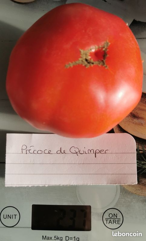 Graines de Tomate Précoce de Quimper reproductible saison 2025 (image 2)