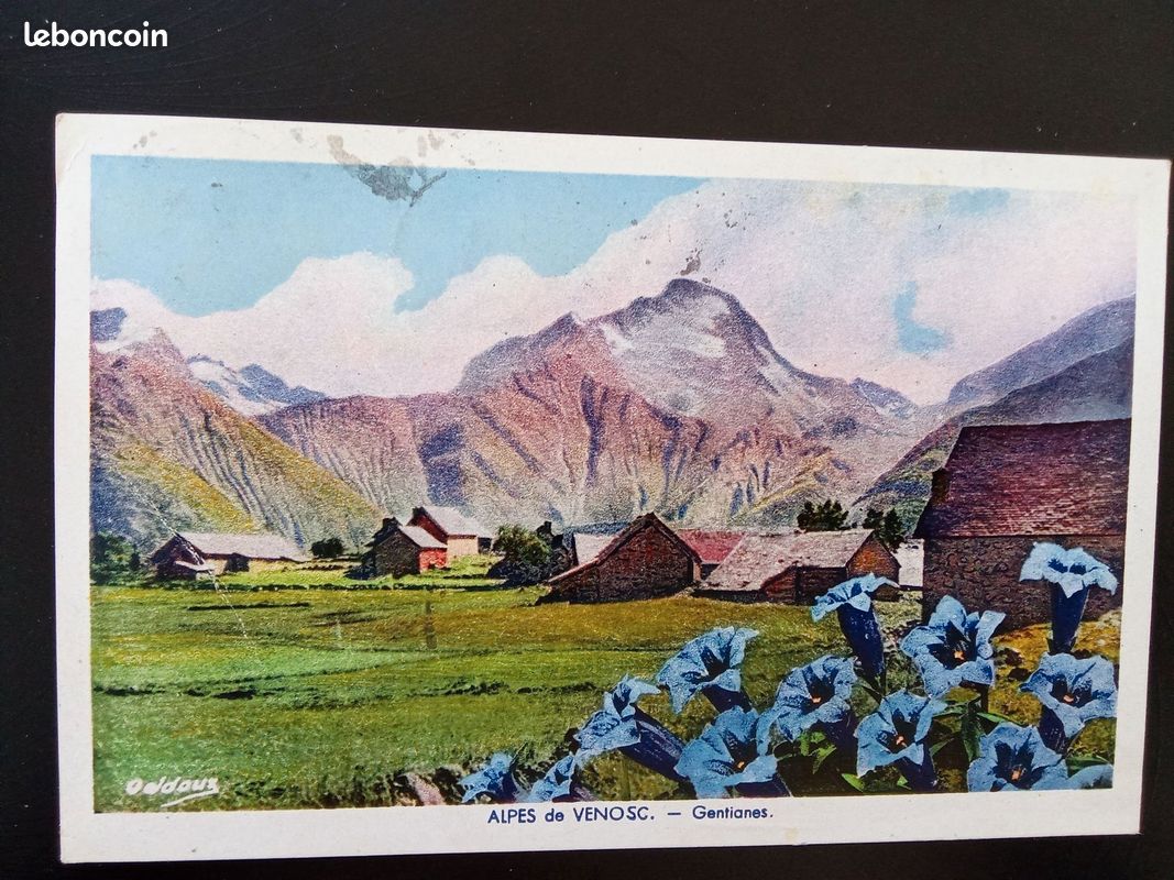 CPA ALPES DE VENOSC 1951 – Fleurs de Gentianes & Massif de l'Oisans (Éd. Fousset) (image 1)