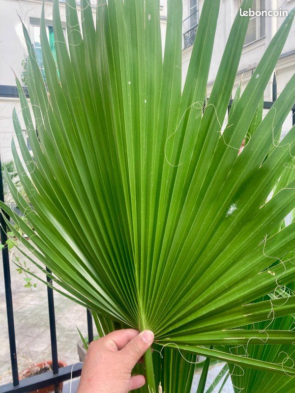 Palmier Mexicain Washingtonia (image 4)