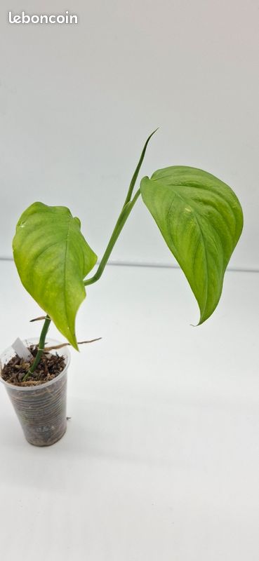 Monstera obliqua napo bouture 2 - Jardin & Plantes