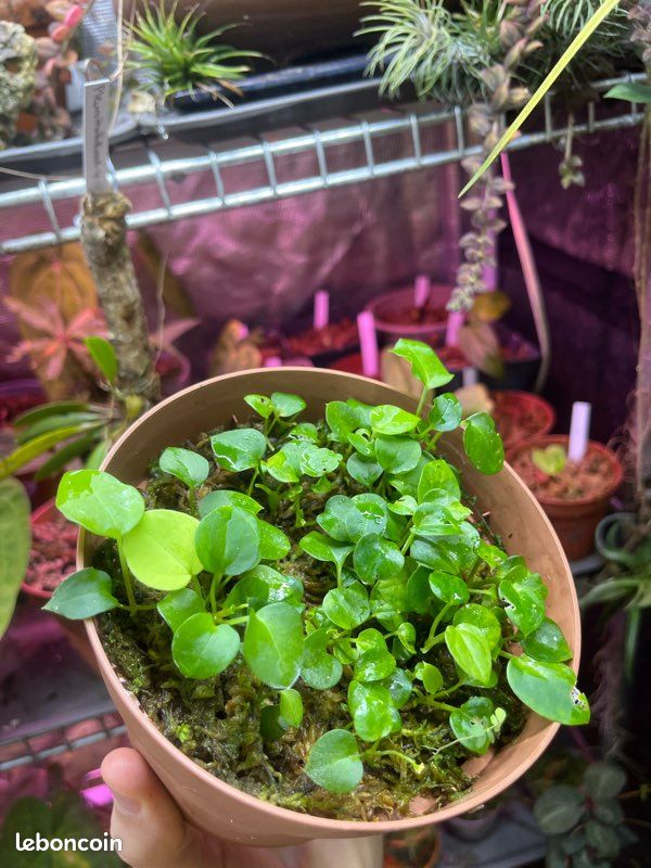 RARE : Semis Anthurium Velvet Mask x dressleri RG - Jardin & Plantes