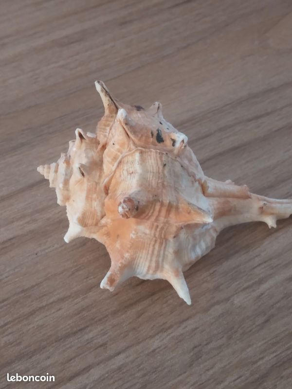 Coquillage véritable (image 1)