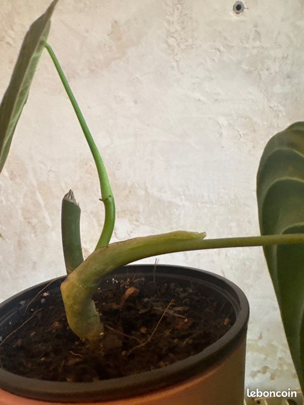 Philodendron melanochrysum (image 3)