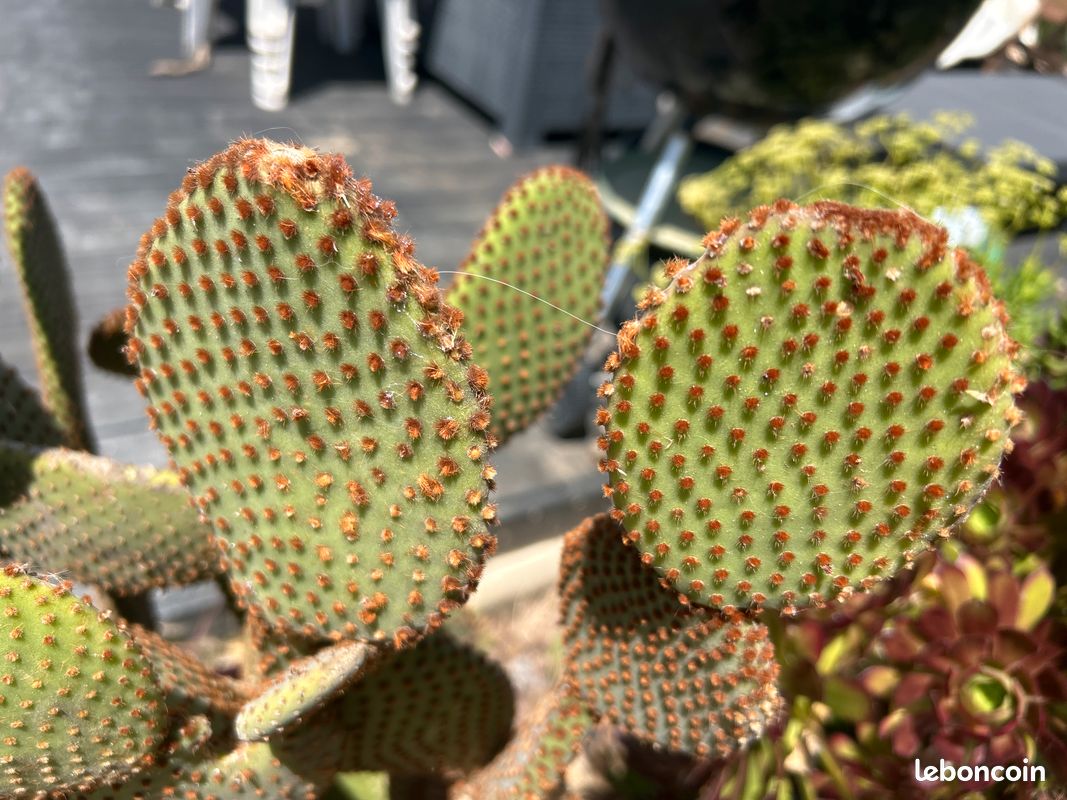 Cactus, plante grasse Opuntia microdasys rubra à raquettes OU cactus oreilles de lapin (image 6)