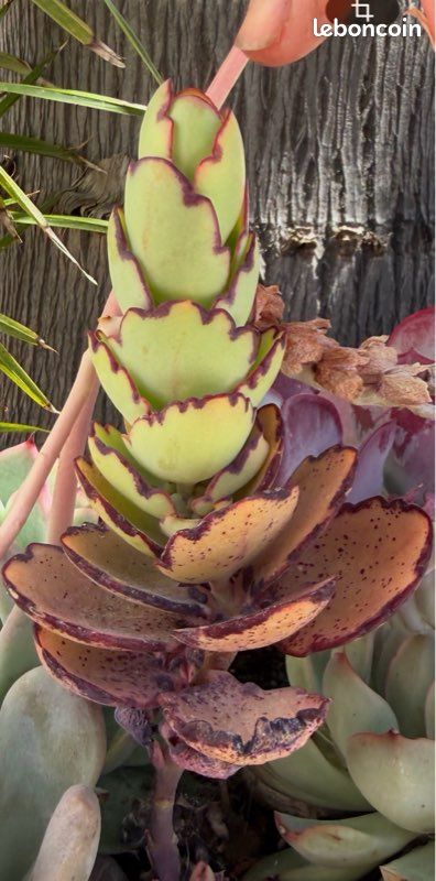 Kalanchoe – succulente aux feuilles colorées (image 1)
