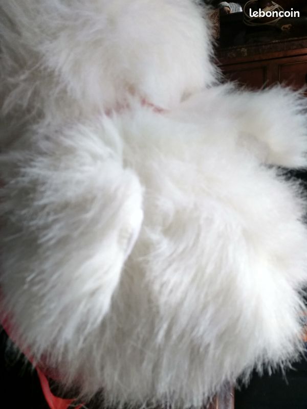 PELUCHE canard QUAKER (image 2)