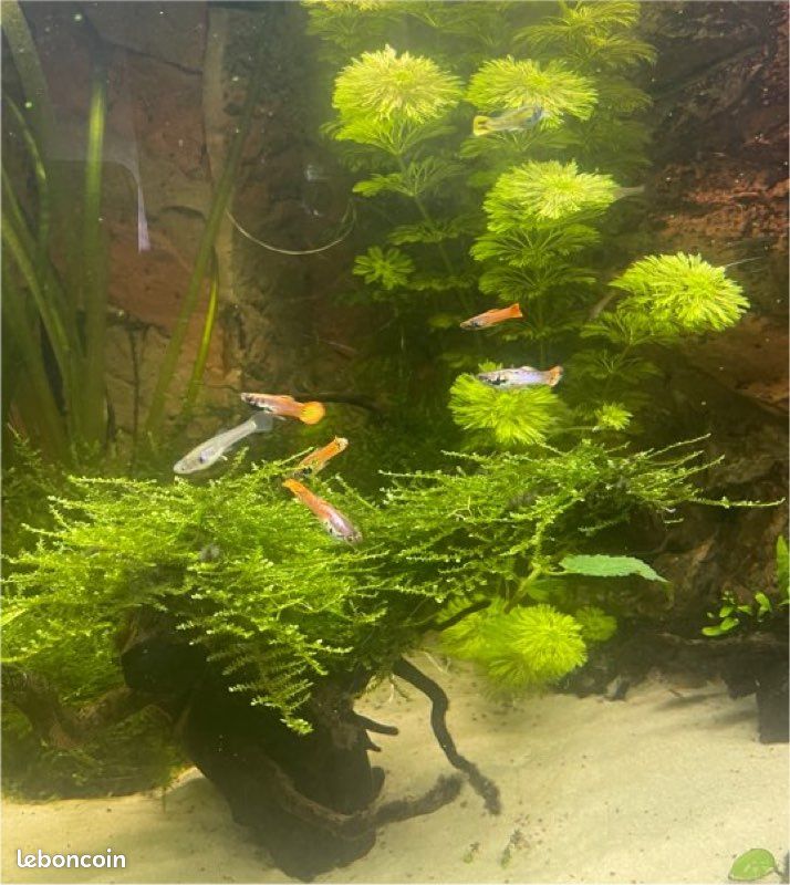 Guppy Endler a échange (image 3)