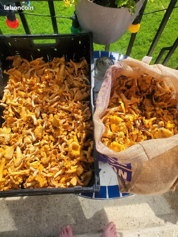 Girolles fraîches (image 1)