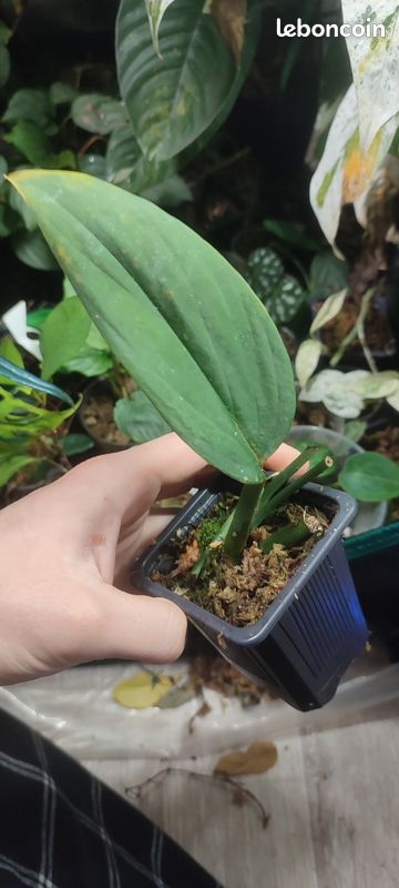 monstera online shop Buy Monstera Deliciosa  Swiss Cheese Plant Online